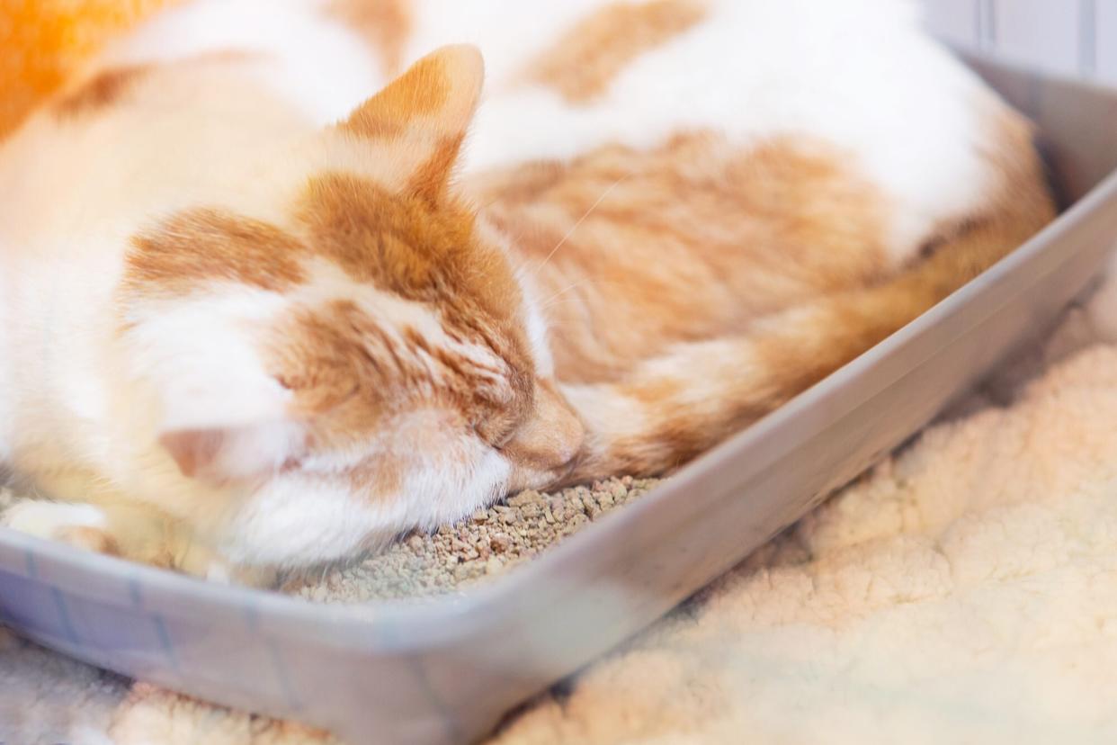 cat sleeping in litter box