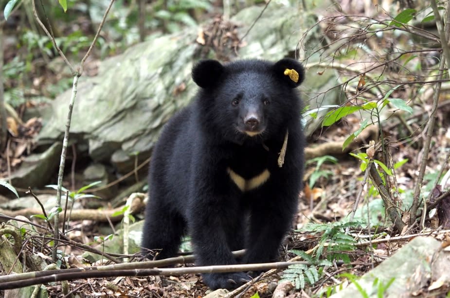 綠色和平針對6種臺灣保育類野生動物，進行微塑膠污染調查，包括臺灣黑熊、臺灣水鹿、金門歐亞水獺、黃喉貂、石虎和櫻花鉤吻鮭。