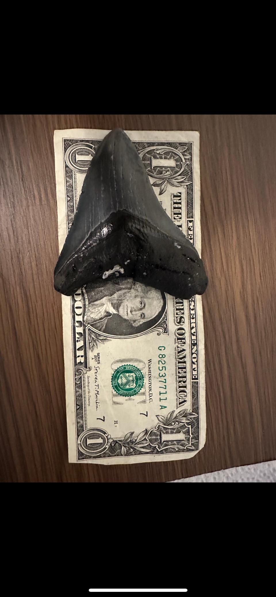 Brad Vanderstow displayed the large Megalodon tooth he found on South Englewood beach near Stump Pass on March 6 on top of a $1 bill.