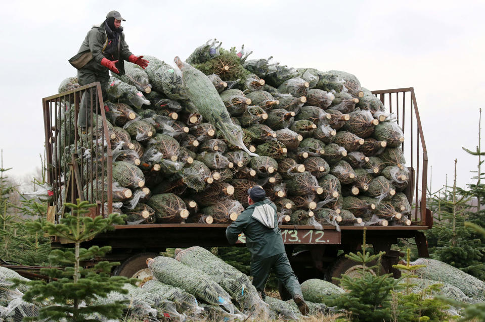 Christmas tree farm in Alt Steinhorst, Germany