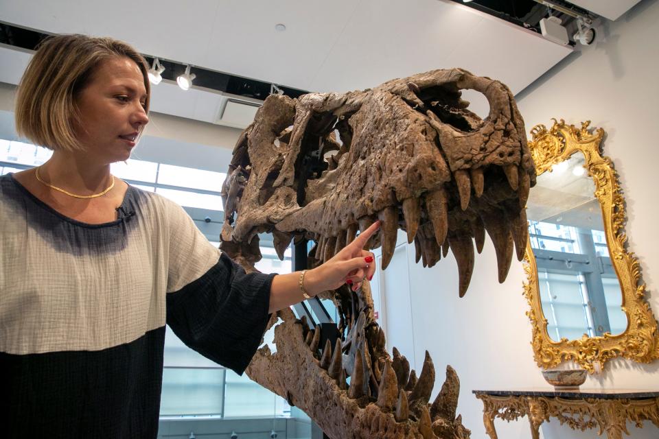 Cassandra Hatton, senior vice president, global head of department, Science & Popular Culture at Sotheby's, touches the tooth of a Tyrannosaurus rex skull excavated from Harding County, South Dakota, in 2020-2021, in New York City on Friday, Nov. 4, 2022. When auctioned in December, the auction house expects the dinosaur skull to sell for $15 to $25 million. (AP Photo/Ted Shaffrey)