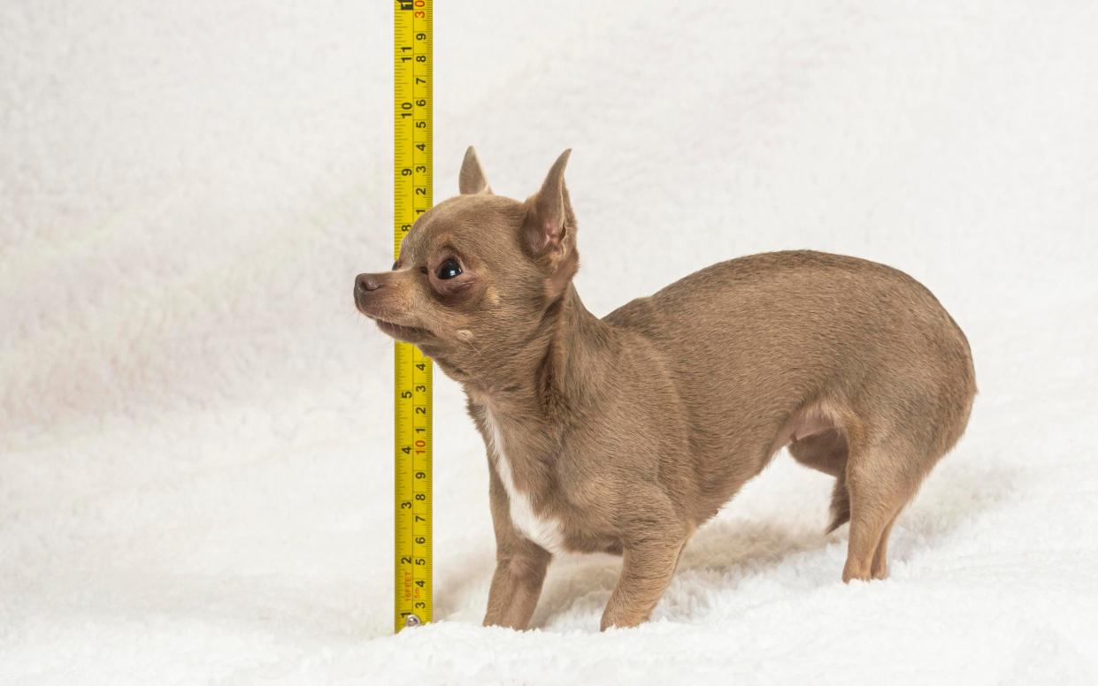 Height measurement is from the ground to the highest point of its shoulder blades. Della is five inches