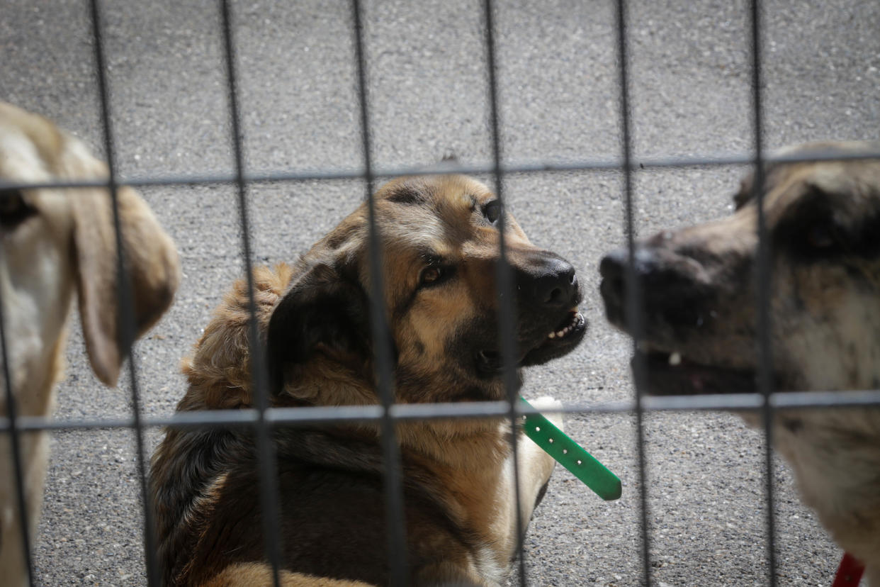 Three brown dogs in a cage, illustrating a story on pets being smuggled through the Malaysia-Singapore border.