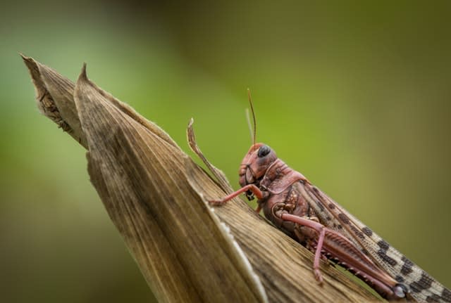 Kenya Africa Locust Outbreak