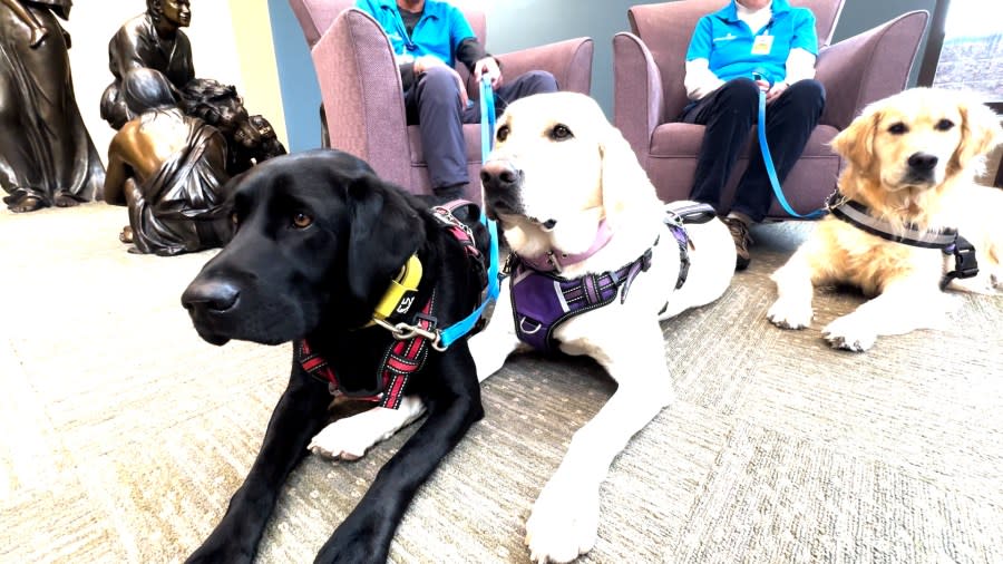 Image shows Otis, Ollie and Charlotte