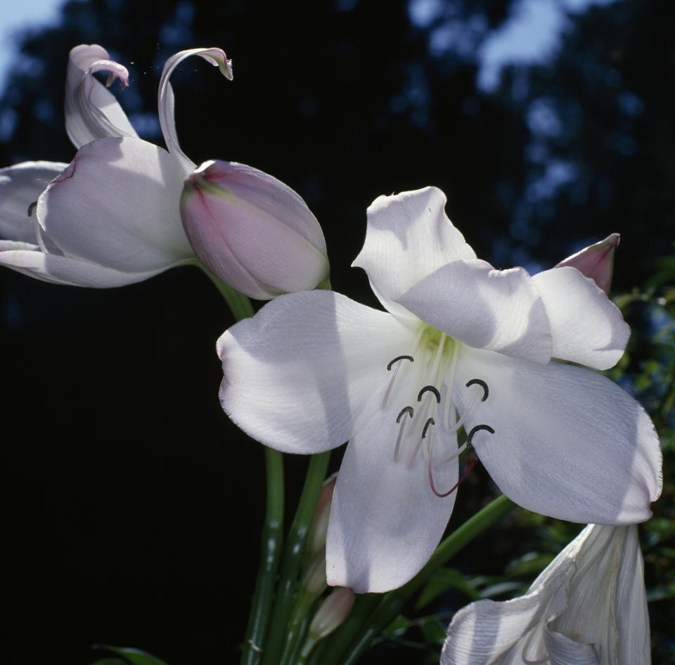 Majestic Crinum