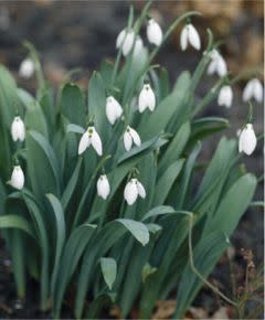 Snowdrops