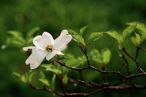 white flowers white flower names