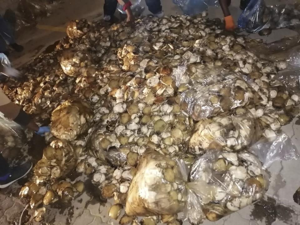 This image provided by the South African Police Service shows abalone from a poaching bust in South Africa during 2023. Organized crime and turf battles over illegal abalone that are sometimes marked by brutal gang killings have overwhelmed South African coastal communities. (Courtesy of SAPS via AP