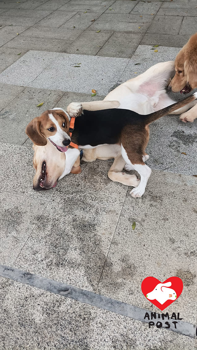 The dog's owner claimed she was teaching him how to swim.