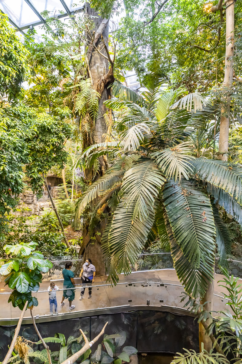 A shot from above of a walkway through an indoor rainforest in the Biodôme de Montréal – Space for Life