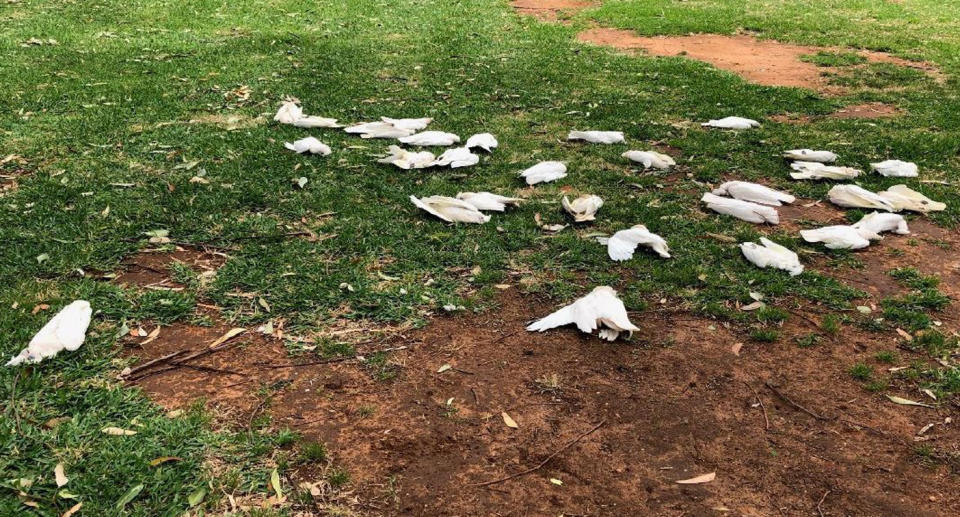 Dead birds on the grass. 