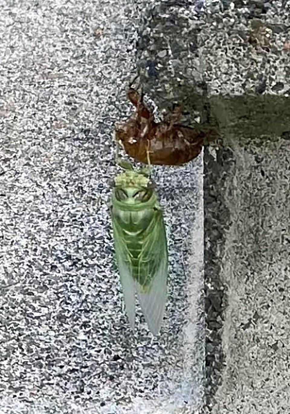 A newborn cicada decides it's time to come out of its shell.