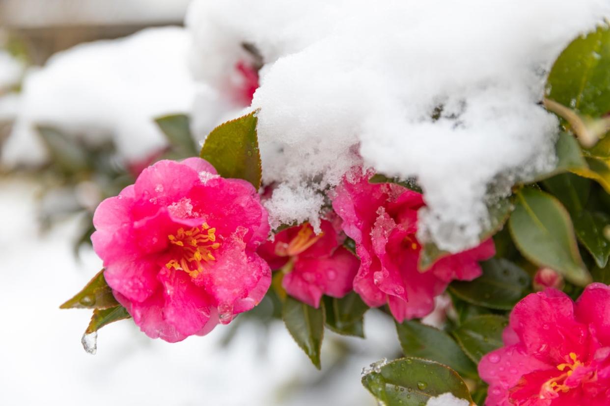 Camellia covered with snow