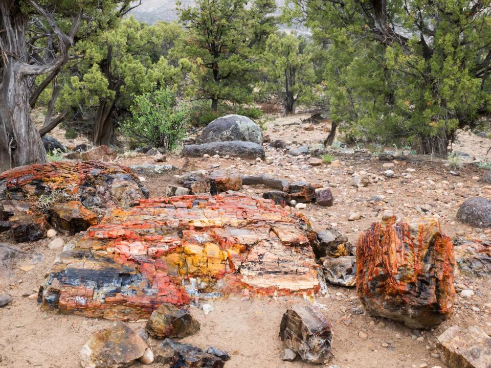 Escalante Petrified Forest