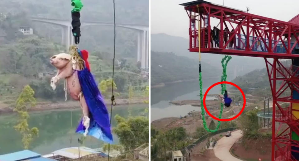 A pig seen strapped up to a bungee cord on the left and the animal seen falling from a platform on the right.