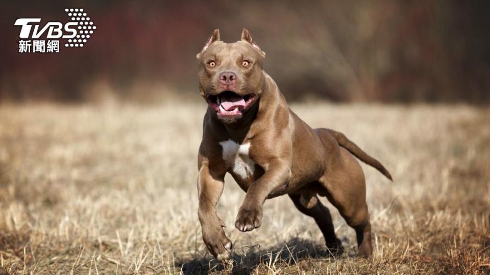 比特犬襲擊事件頻傳。（示意圖／Shutterstock達志影像）