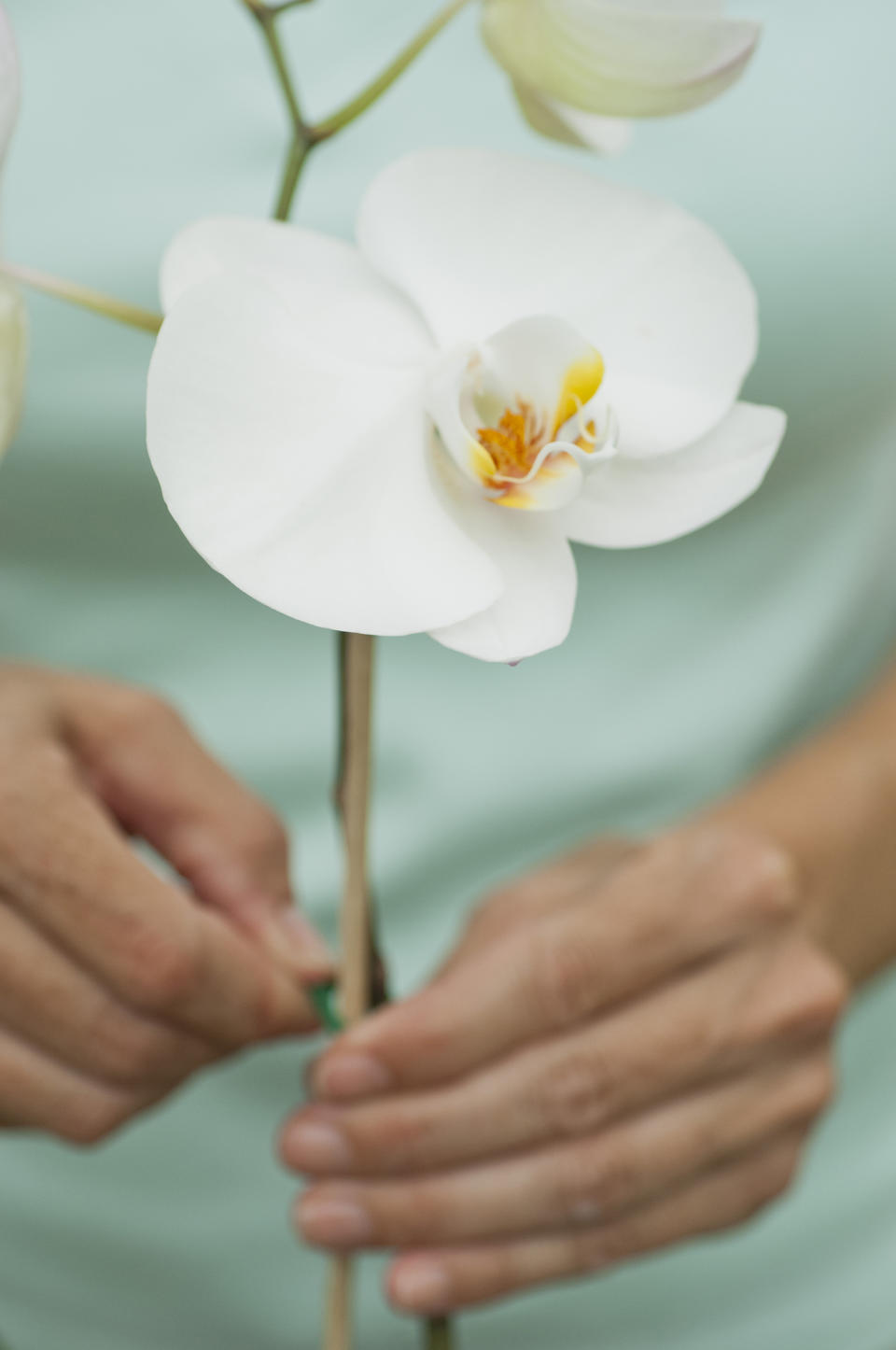 white orchid, orchid care, how to care for orchids (Getty Images)