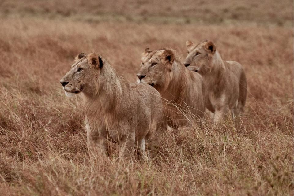 Wonder: the Maasai Mara boasts the big five, and lions are easily spotted (Courtesy of Emboo River Camp)