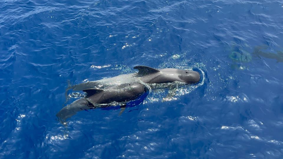 Splash hit: Whale-watching cruise. - Amarachi Orie/CNN