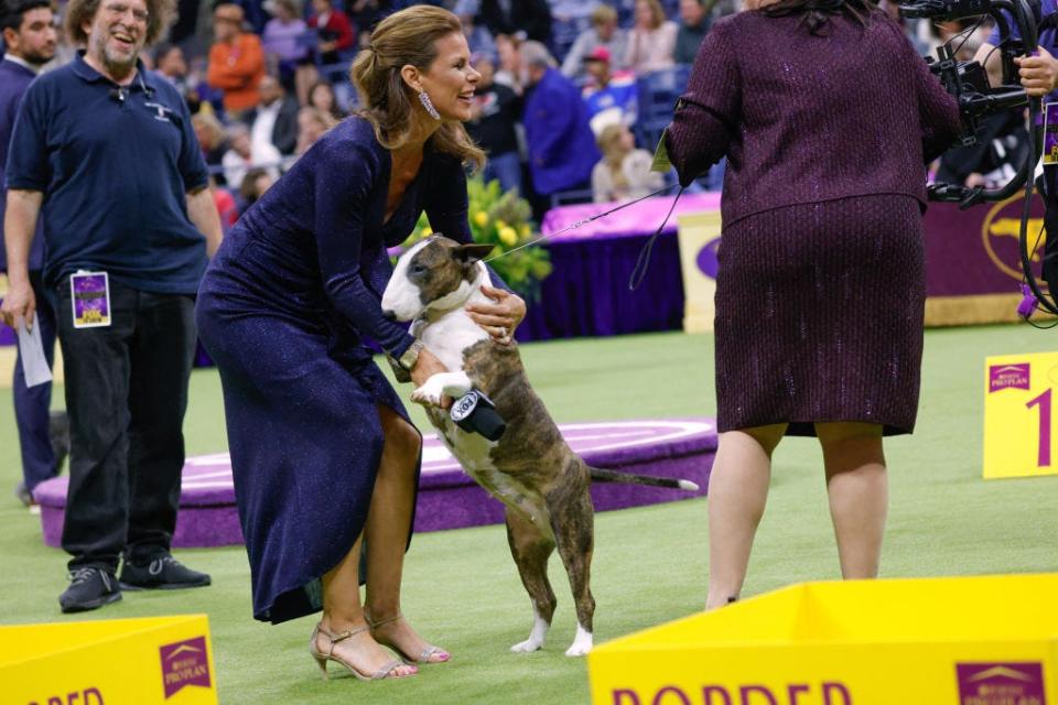Frankie, winner of the Terrier Group, at Westminster dog show in 2024.