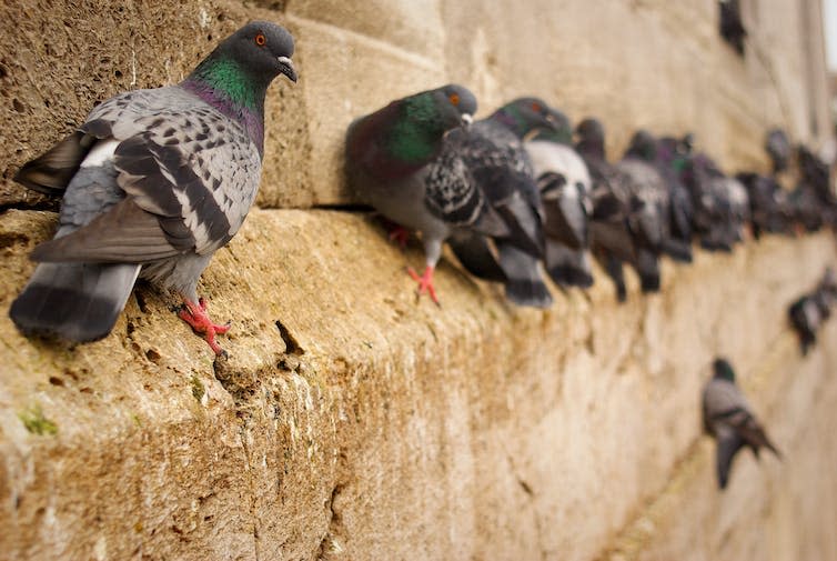 <span class="caption">Pigeons are a common sight in cities.</span> <span class="attribution"><a class="link " href="https://www.shutterstock.com/image-photo/pigeons-waiting-on-historical-building-wall-1872860719" rel="nofollow noopener" target="_blank" data-ylk="slk:Ercan Mercankaya/Shutterstock;elm:context_link;itc:0;sec:content-canvas">Ercan Mercankaya/Shutterstock</a></span>