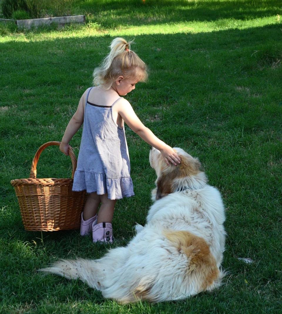 most loyal dog breeds great pyrenees