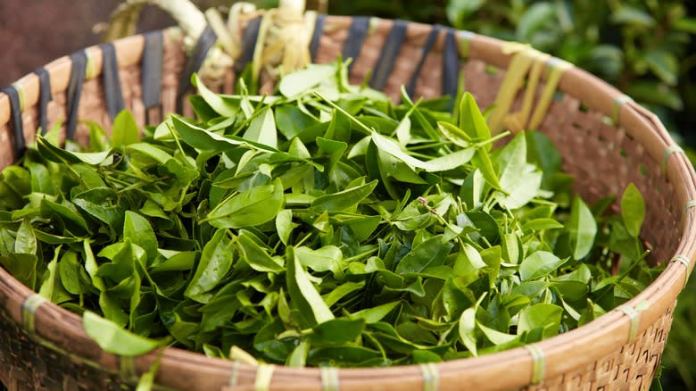 green tea leaves in basket