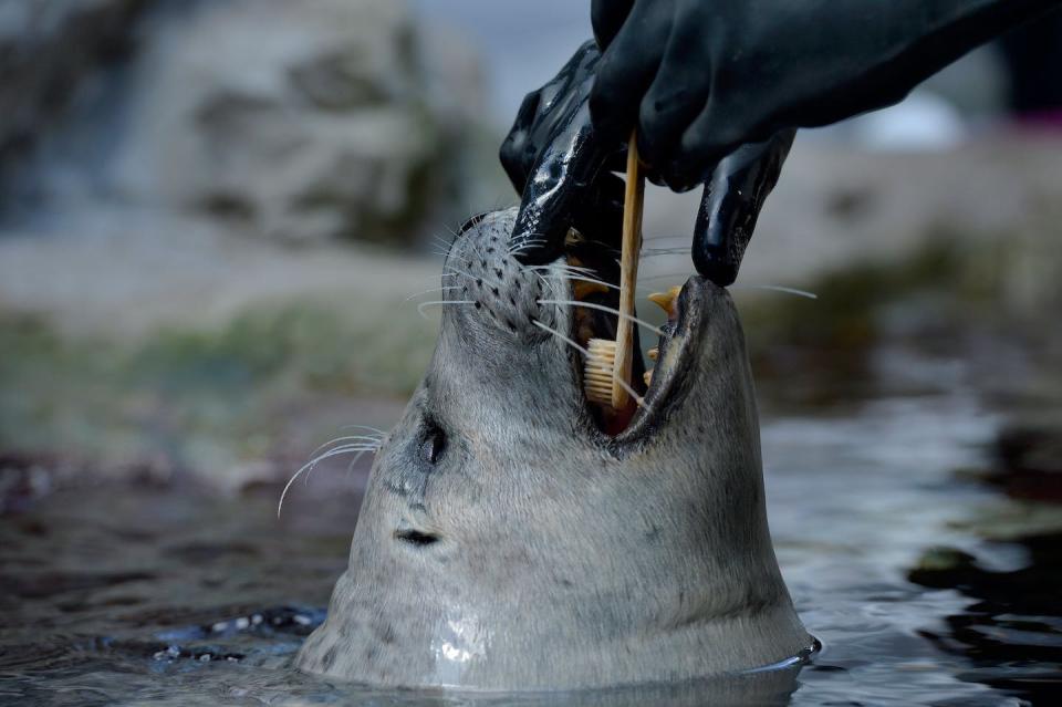 A marine mammal trainer brushes the teeth of a seal at the New England Aquarium in Boston in 2020. <a href="https://www.gettyimages.com/detail/news-photo/joseph-krochmal-marine-mammal-trainer-brushes-the-teeth-of-news-photo/1209360517" rel="nofollow noopener" target="_blank" data-ylk="slk:Joseph Prezioso/AFP via Getty Images;elm:context_link;itc:0;sec:content-canvas" class="link ">Joseph Prezioso/AFP via Getty Images</a>