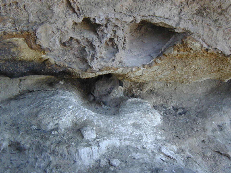 Condor nest with chick/Submitted