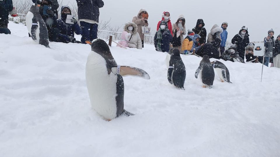 ▲看到小樽水族館的企鵝遊行，讓馬克媽媽和馬克相當興奮。