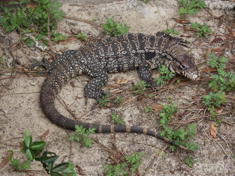 A black and white tegu.