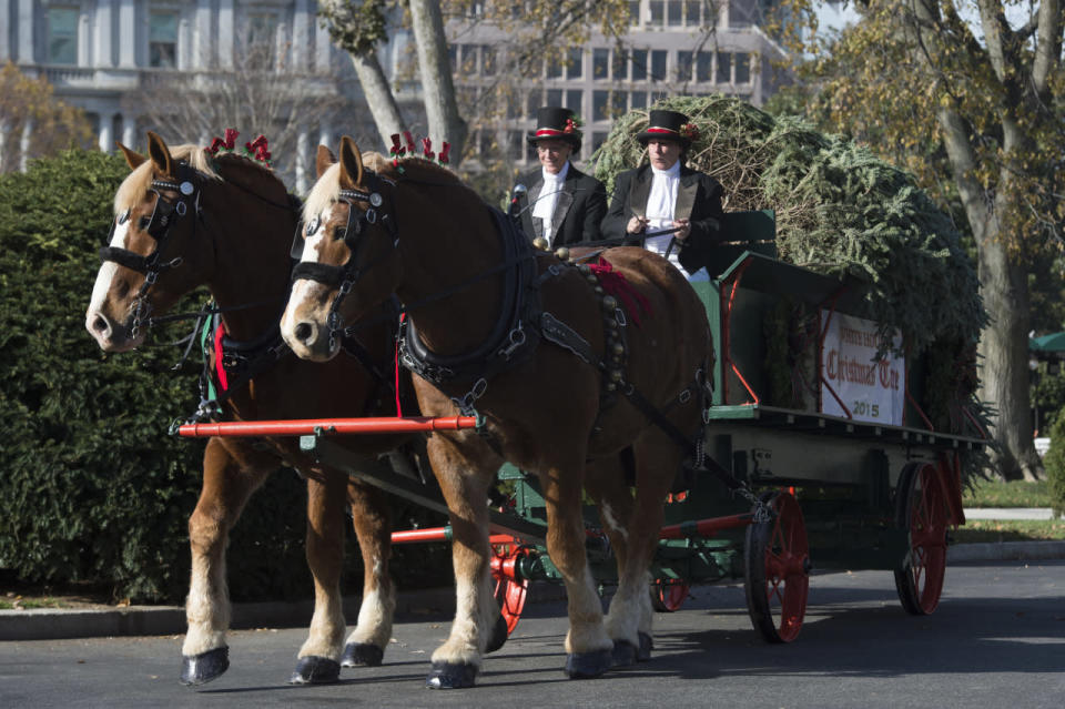 The 2015 White House Christmas tree is delivered at the North Portico of the White House, in Washington, D.C., Nov. 27, 2015. (Photo: Michael Reynolds/EPA) 