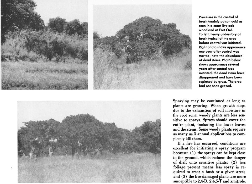 A 1962 article in California Agriculture includes before and after photos showing the effectiveness of chemical brush control used in a live oak woodland at Fort Ord, California