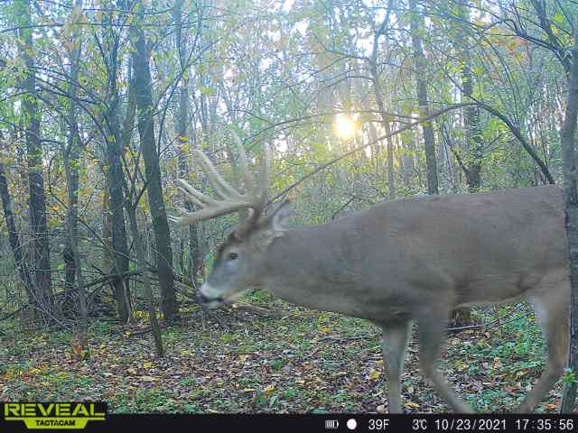 The 13-point buck was captured Oct. 23 on trail camera on property Kevin Christorf hunts in Trempealeau County.