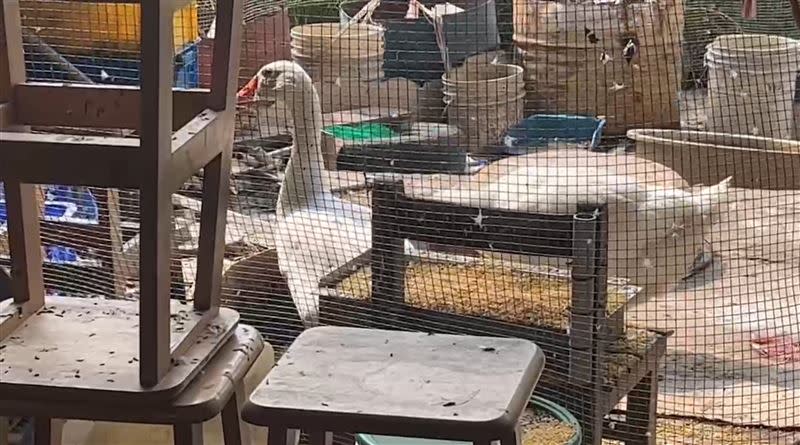 新竹知名的「鵝爸爸」猝逝，他所飼養的2隻大白鵝關在圍欄裡多天沒出門。（圖／翻攝畫面）