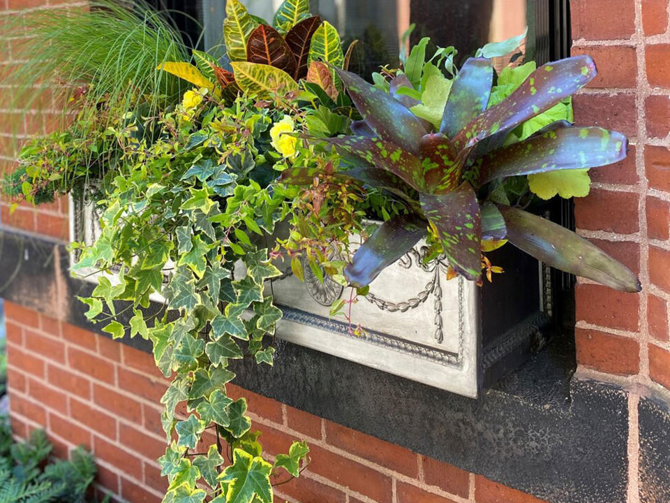 Windowbox design with foliage