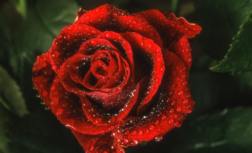 close up of wet red rose