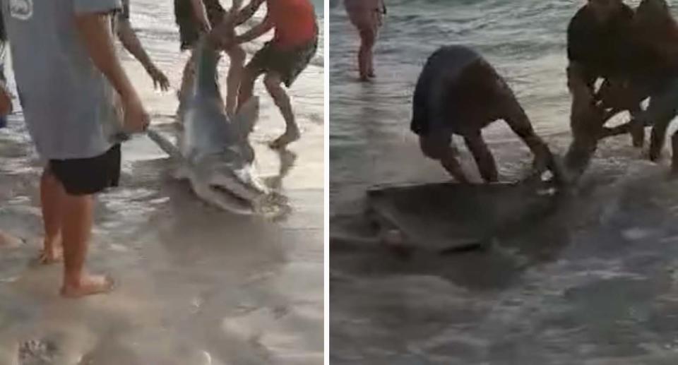 People dragging the shark into the water at Quinns Beach in Perth.