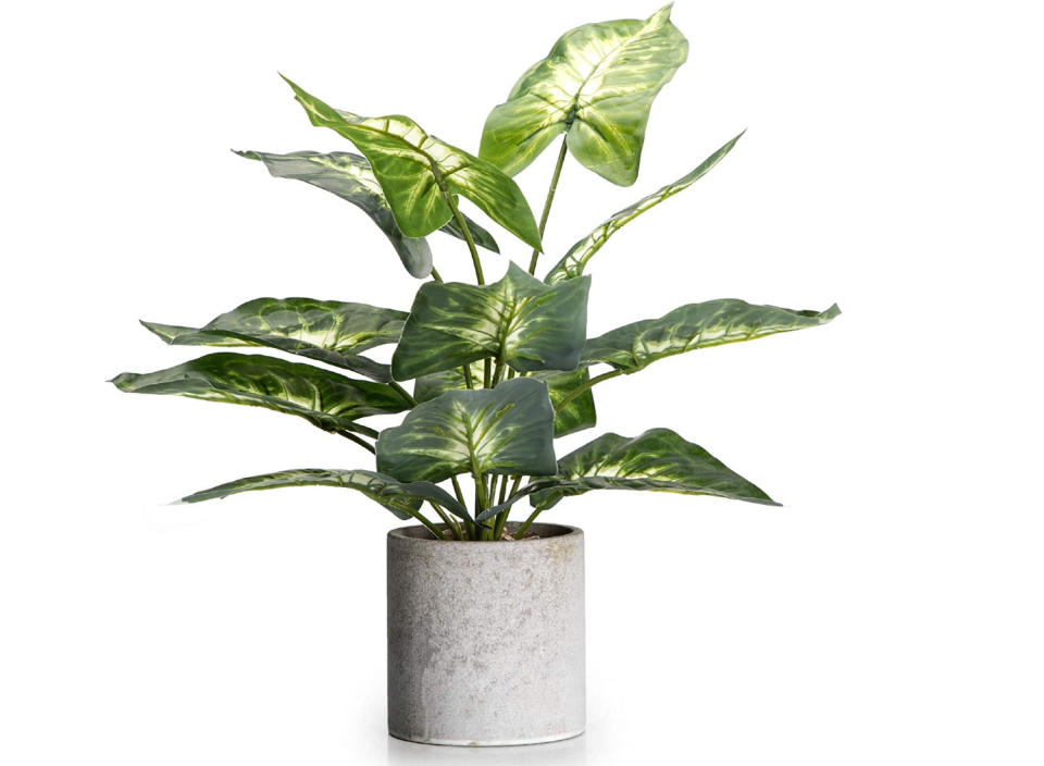 Plante (Source : Amazon)