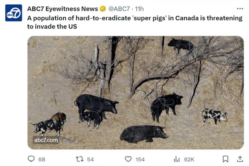 雜交的「超級豬」在加拿大氾濫後，正大舉進逼美國。（圖／翻攝自推特）