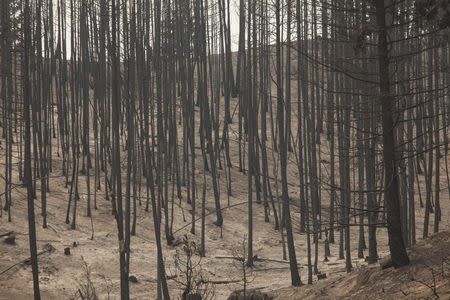 Scorched trees are pictured after being burned by the Carlton Complex Fire near Malott, Washington July 20, 2014. REUTERS/David Ryder