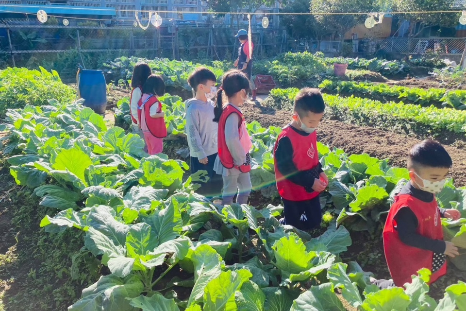 幼兒們到園所附近的菜園觀察，欣賞田園之美