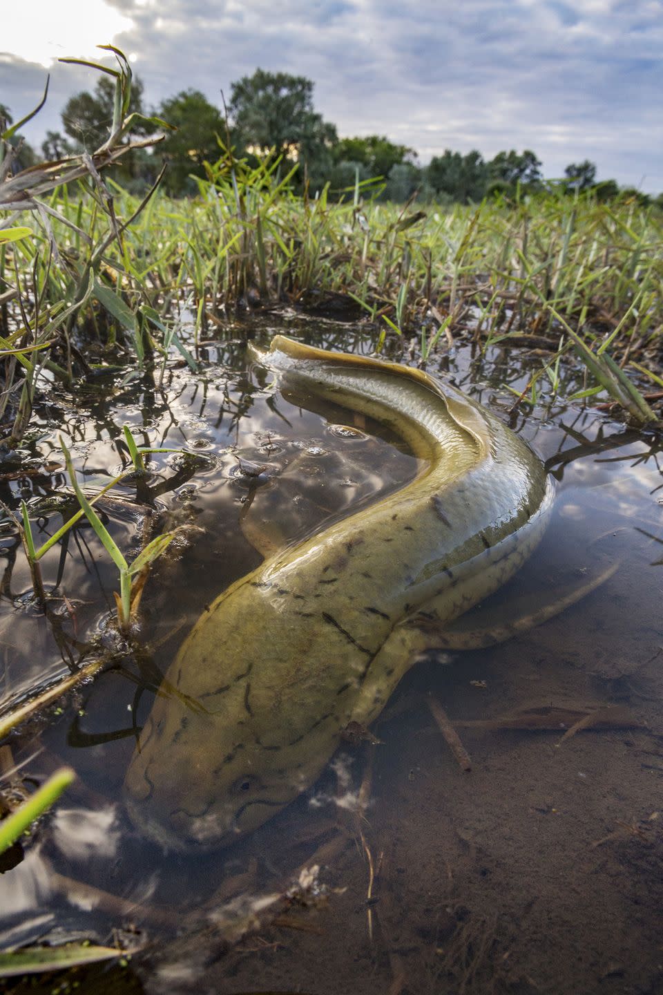 7) The self-sufficient lungfish