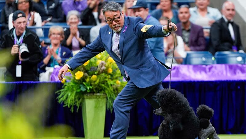 Sage, a miniature poodle, competes with handler Kaz Hosaka in the best in show competition during the 148th Westminster Kennel Club dog show, Tuesday, May 14, 2024, at the USTA Billie Jean King National Tennis Center in New York.