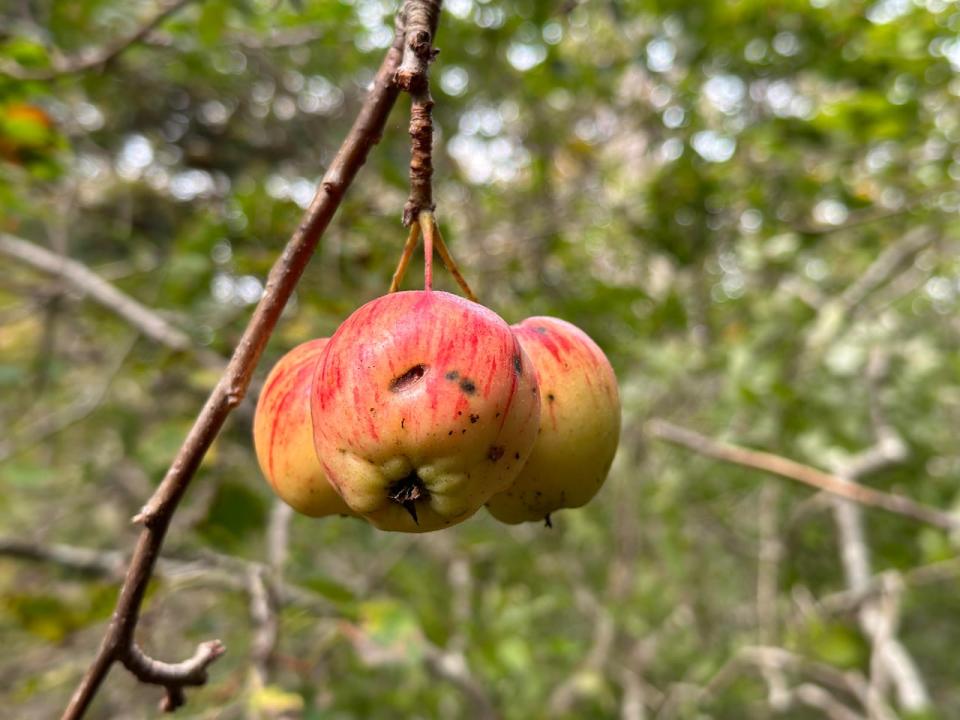 The land behind St. Paul's Anglican Church in French Village Nova Scotia used to be a farm, and there are still old apple trees standing.