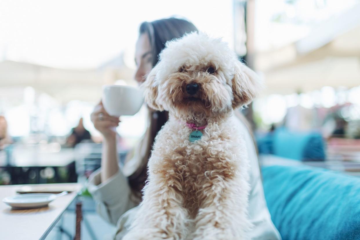 Young adult woman sitting in cafe with her little maltipoo dog