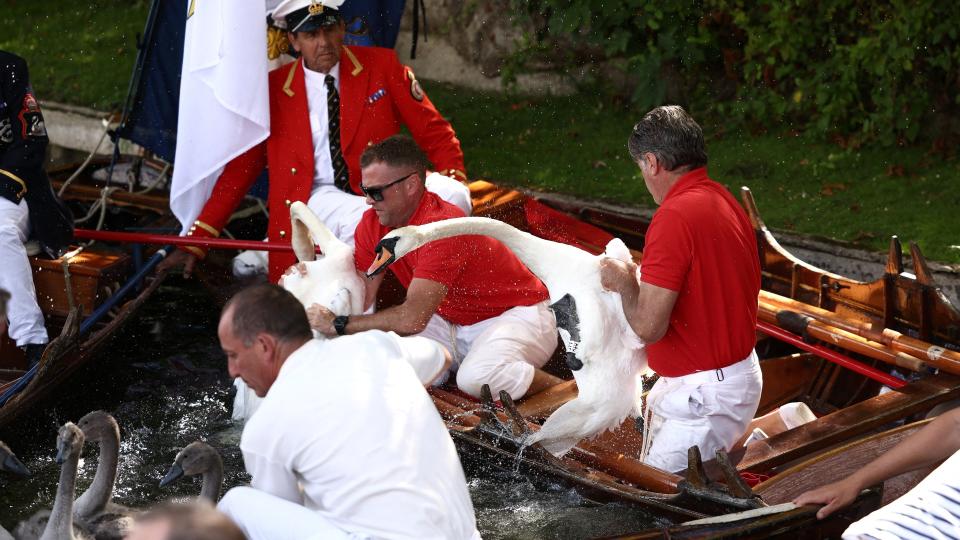 A swan ‘upping’