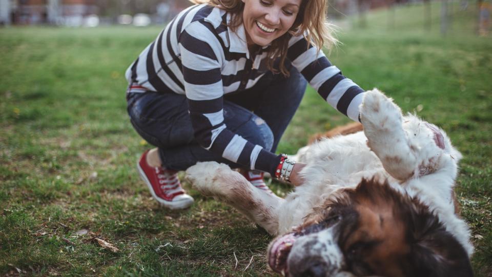 A smiling woman rubs a Saint Bernard's belly in a park