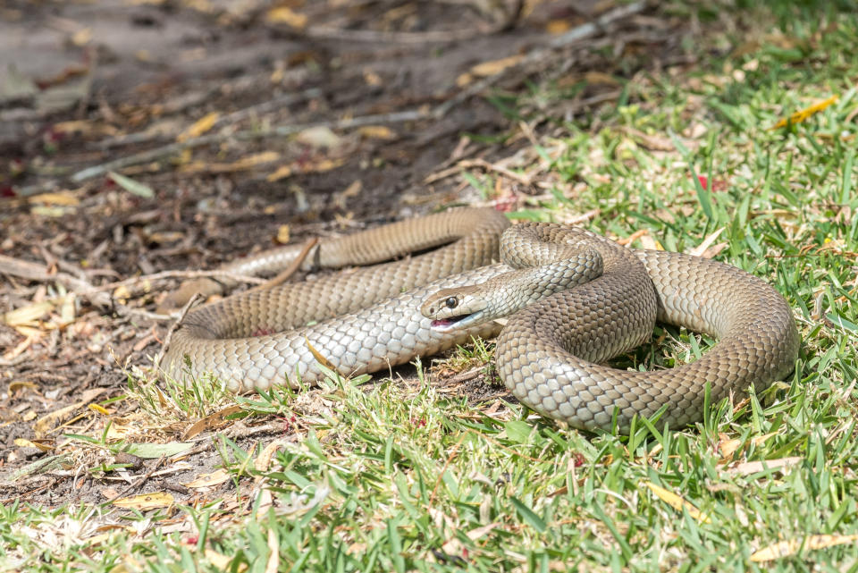 Snake bites are on the rise. (Photo: Getty Images)